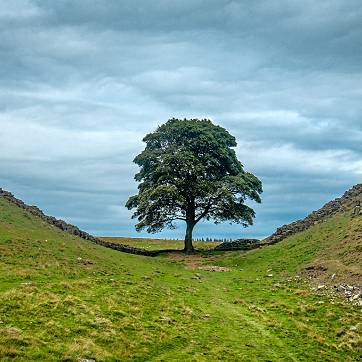 Sycamore Gap - Hadrian’s Wall